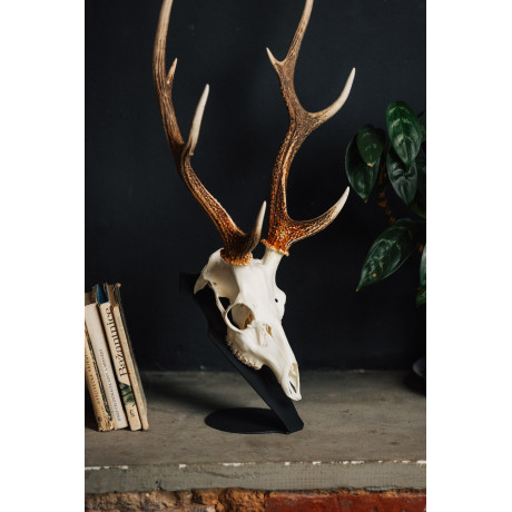 Kovová podložka pro trofej – Jelen sika