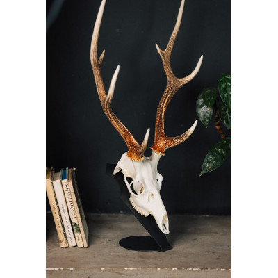 Kovová podložka pro trofej – Jelen sika