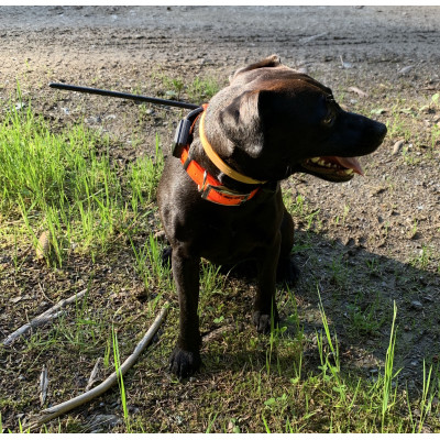 Obojek pro dalšího psa DOG GPS X30